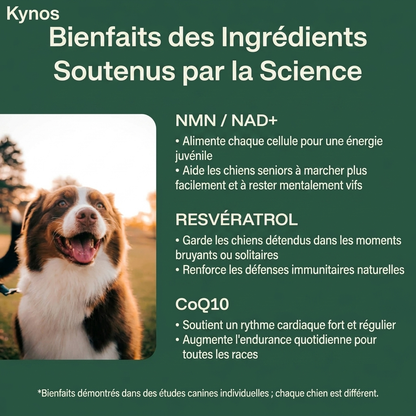 kynos